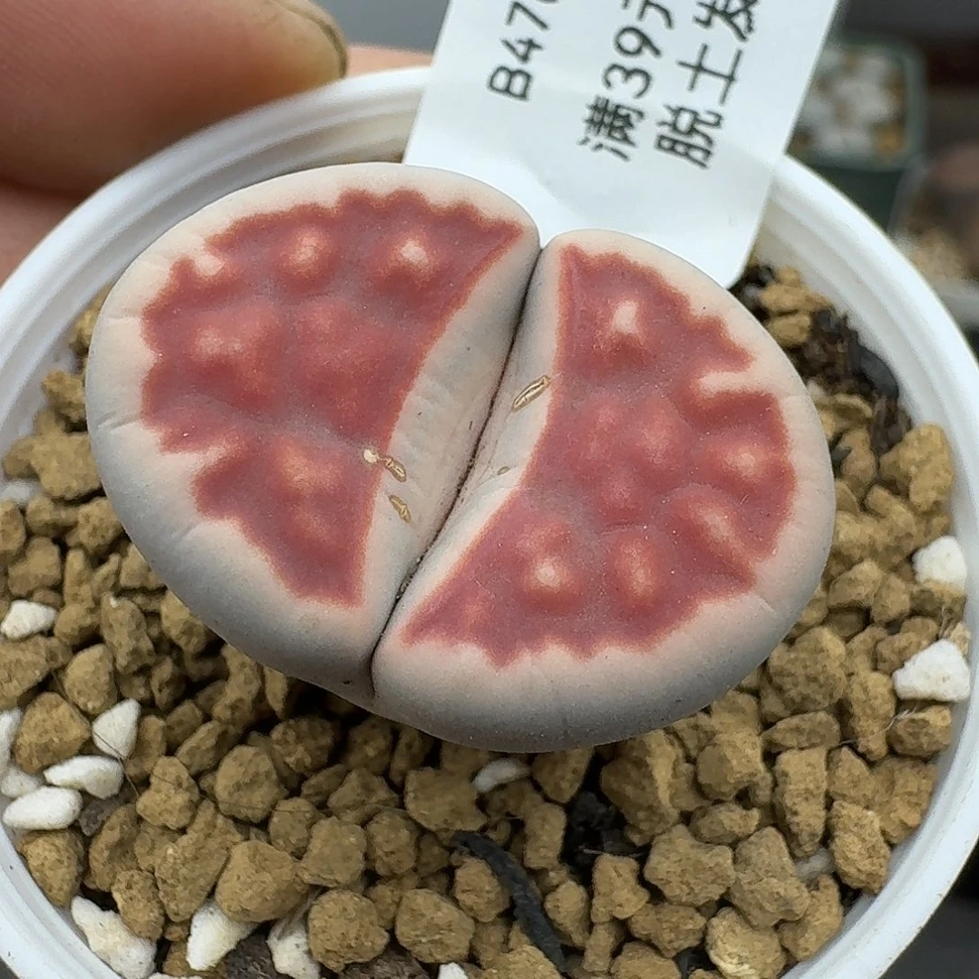 478多肉哈哈哈哈哈哈哈