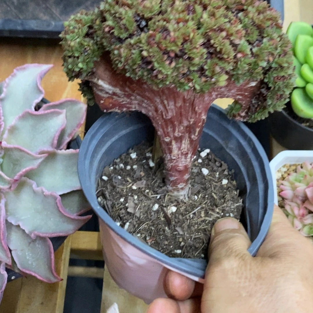 精品多肉一物一拍不包整138