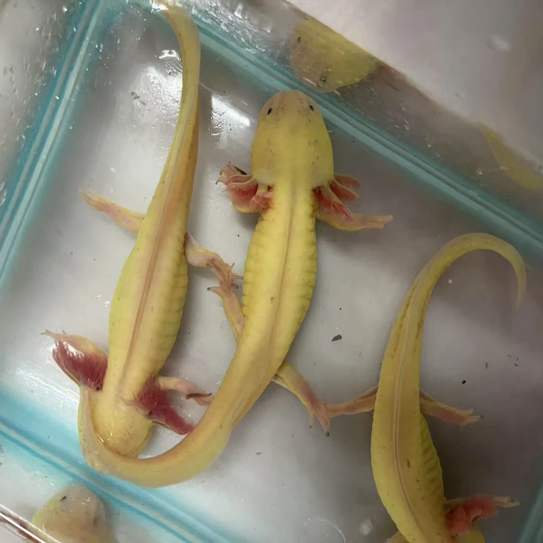 好养耐活无需打氧的六角恐龙冷水淡水观赏鱼小宠物