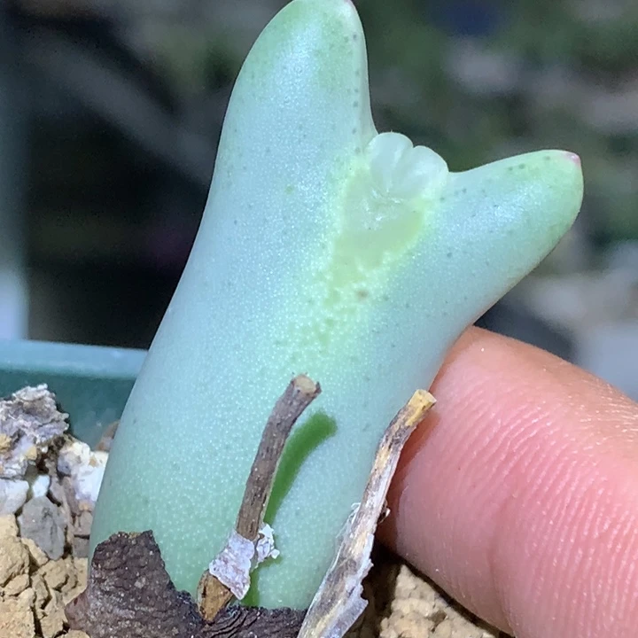 精品多肉植物精品多肉
