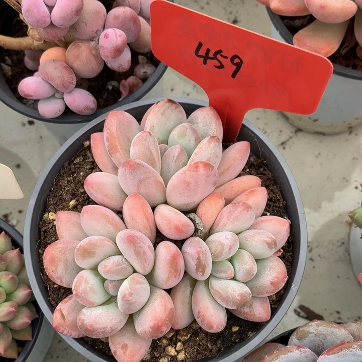 多替自己误737373737