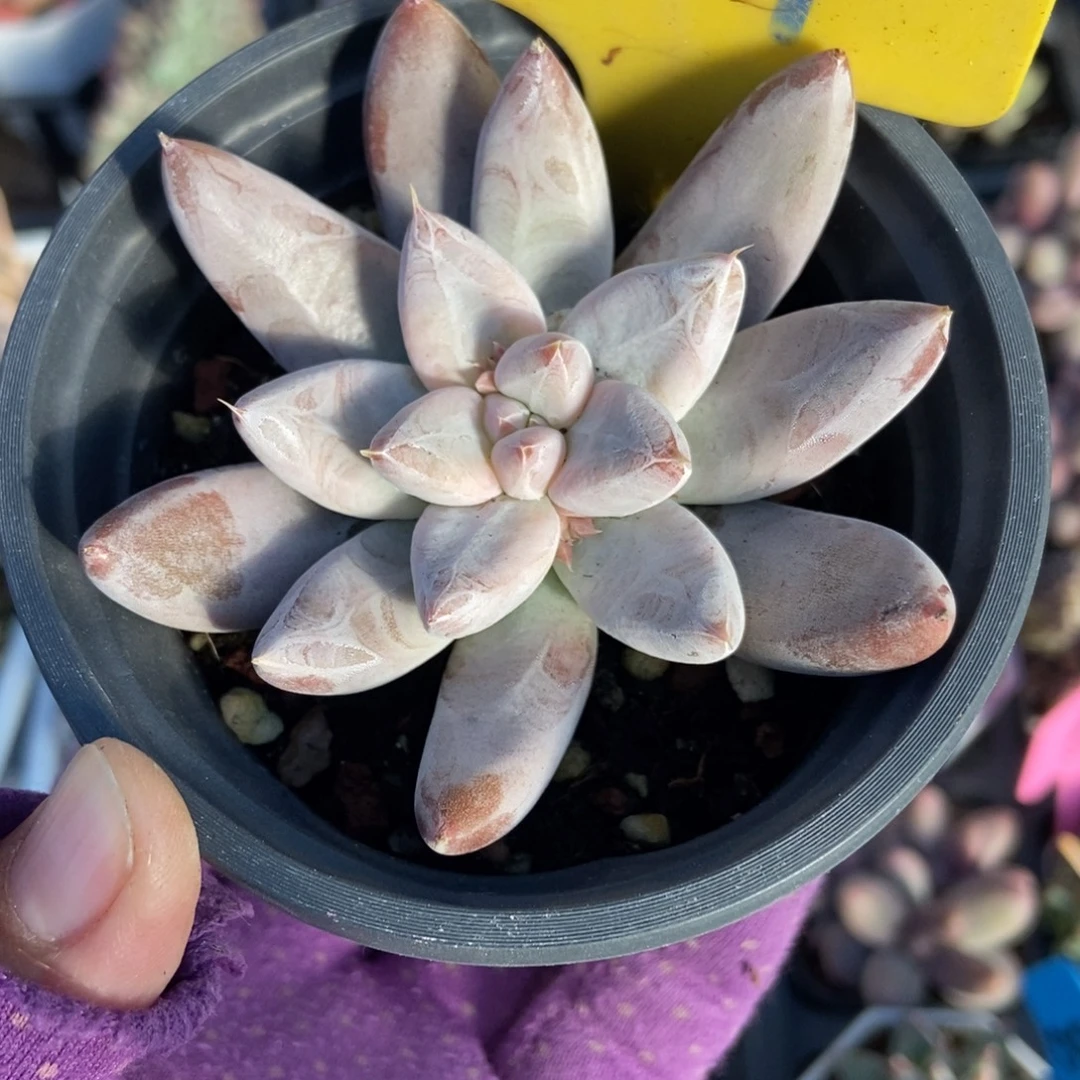 827杜里万多肉植物