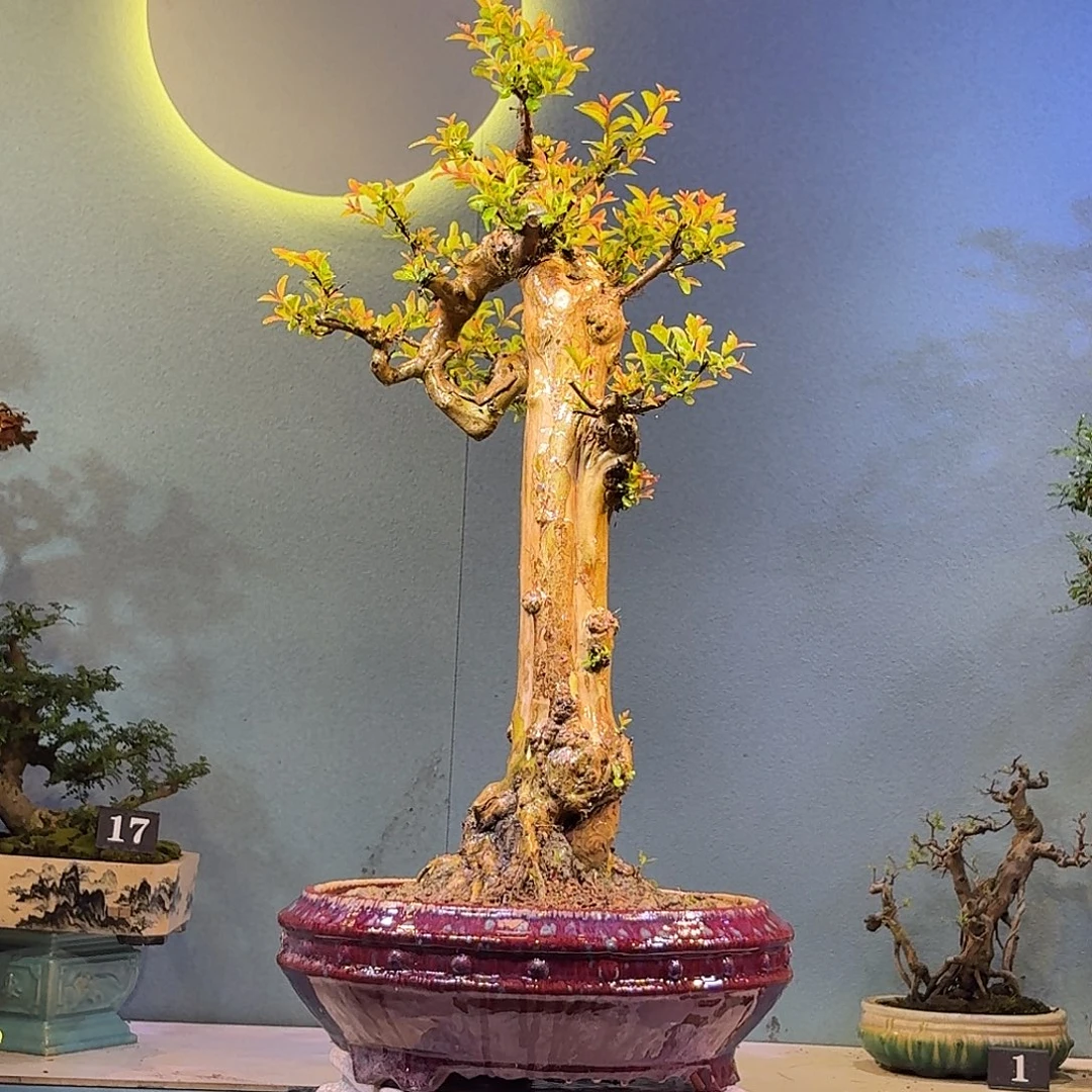 无花朵红花紫薇一物一拍