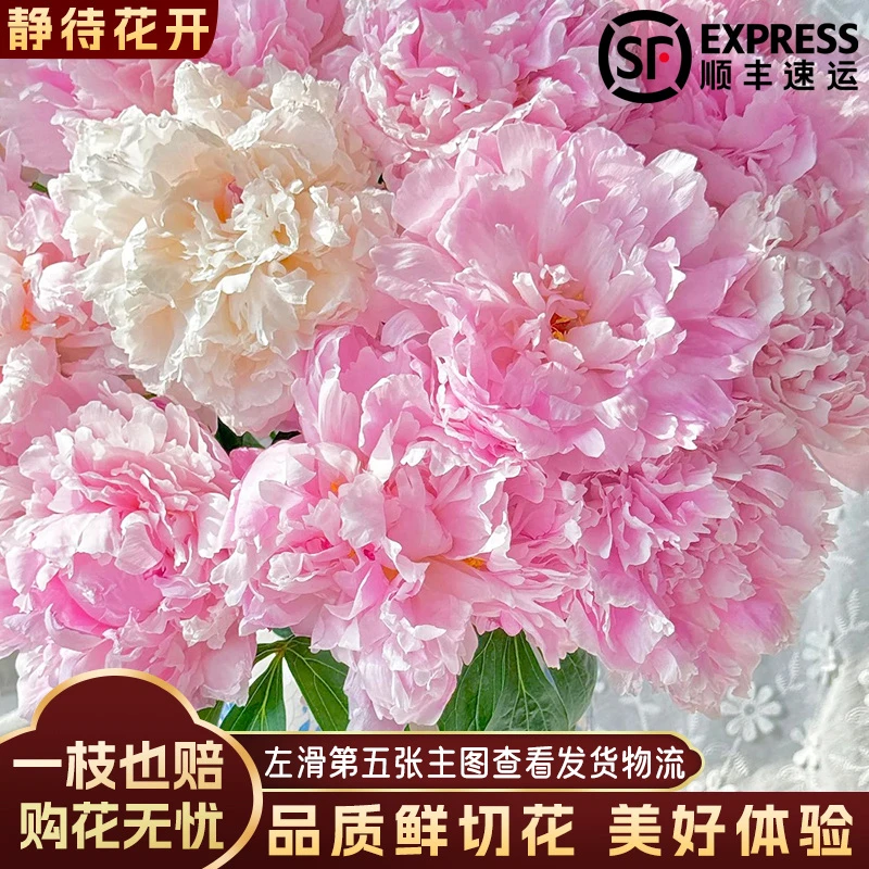 【静待花开】莎拉-A级芍药 顺丰包邮冷链云南鲜花斗南花卉基地直发
