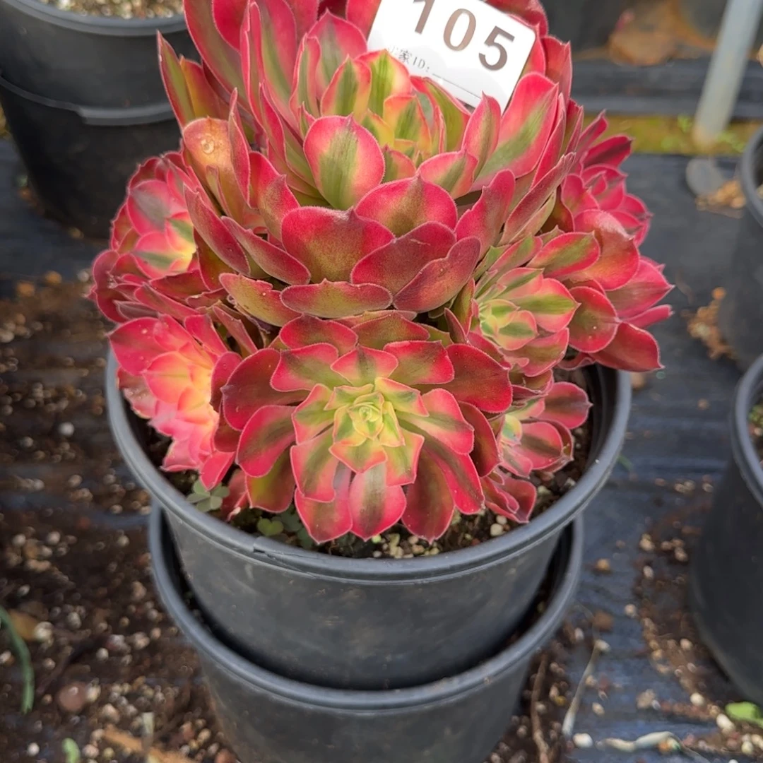 用***9精品多肉植物0105