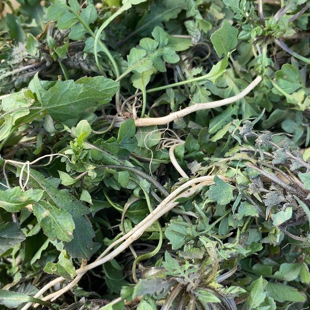 中国大陆野生的荠菜没水洗过二斤一份
