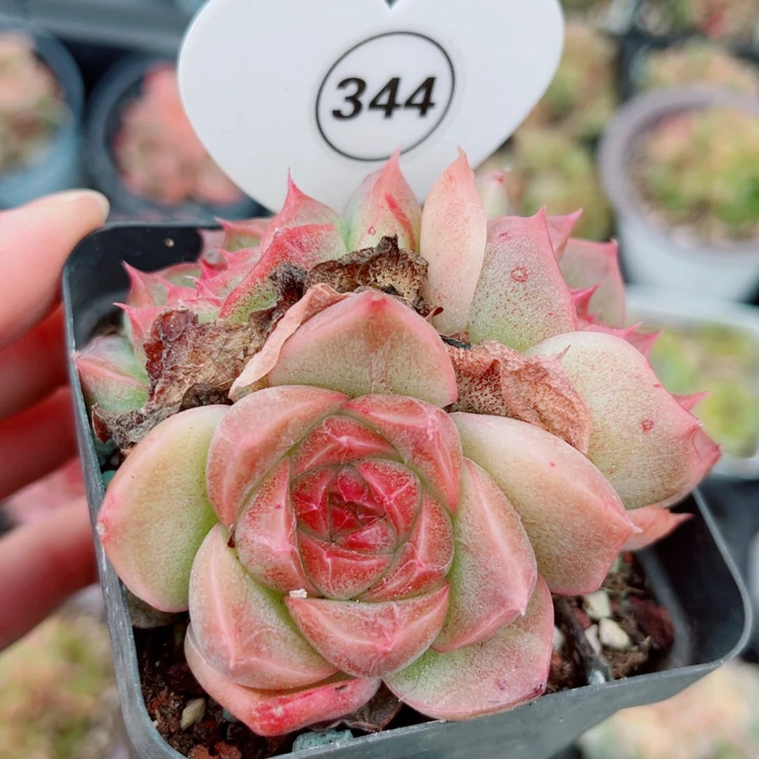 344号小老桩新品珍妮群