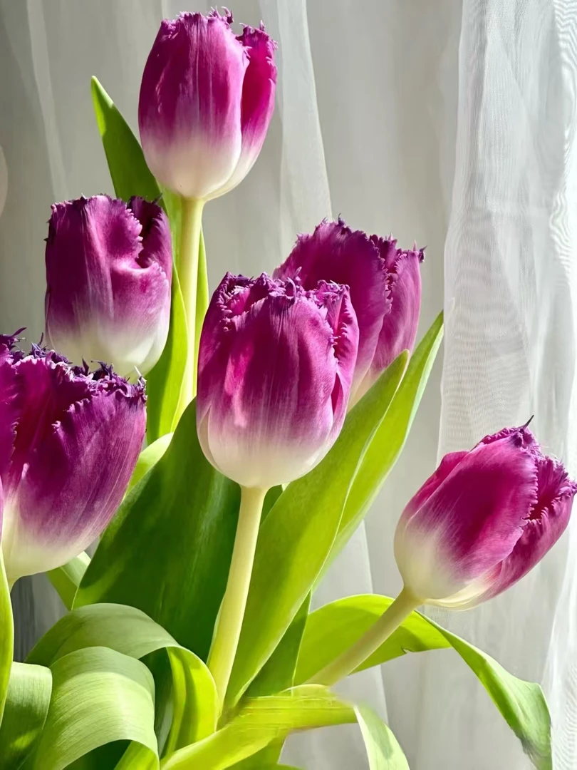 【源头一手价】方德美杜莎郁金香一把（10支） 云南基地鲜花直发