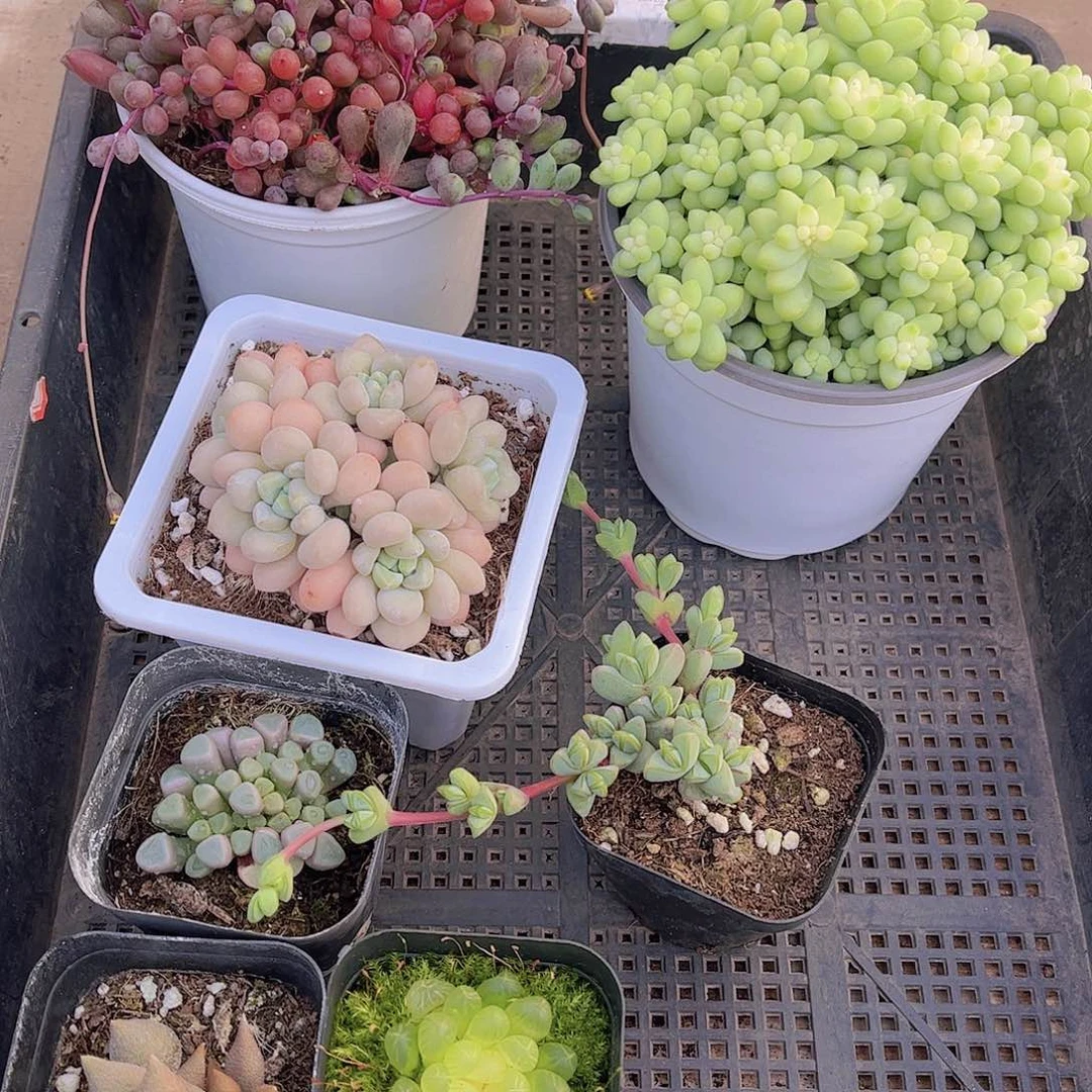 多肉936多肉植物