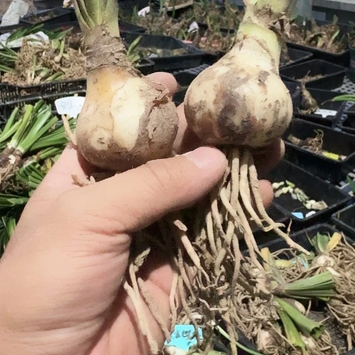 清怡朱顶红一棵4.5+