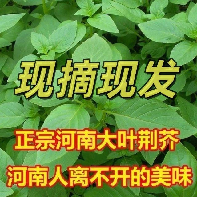 河南新鲜荆芥菜现摘现发整颗带跟农家菜可凉拌