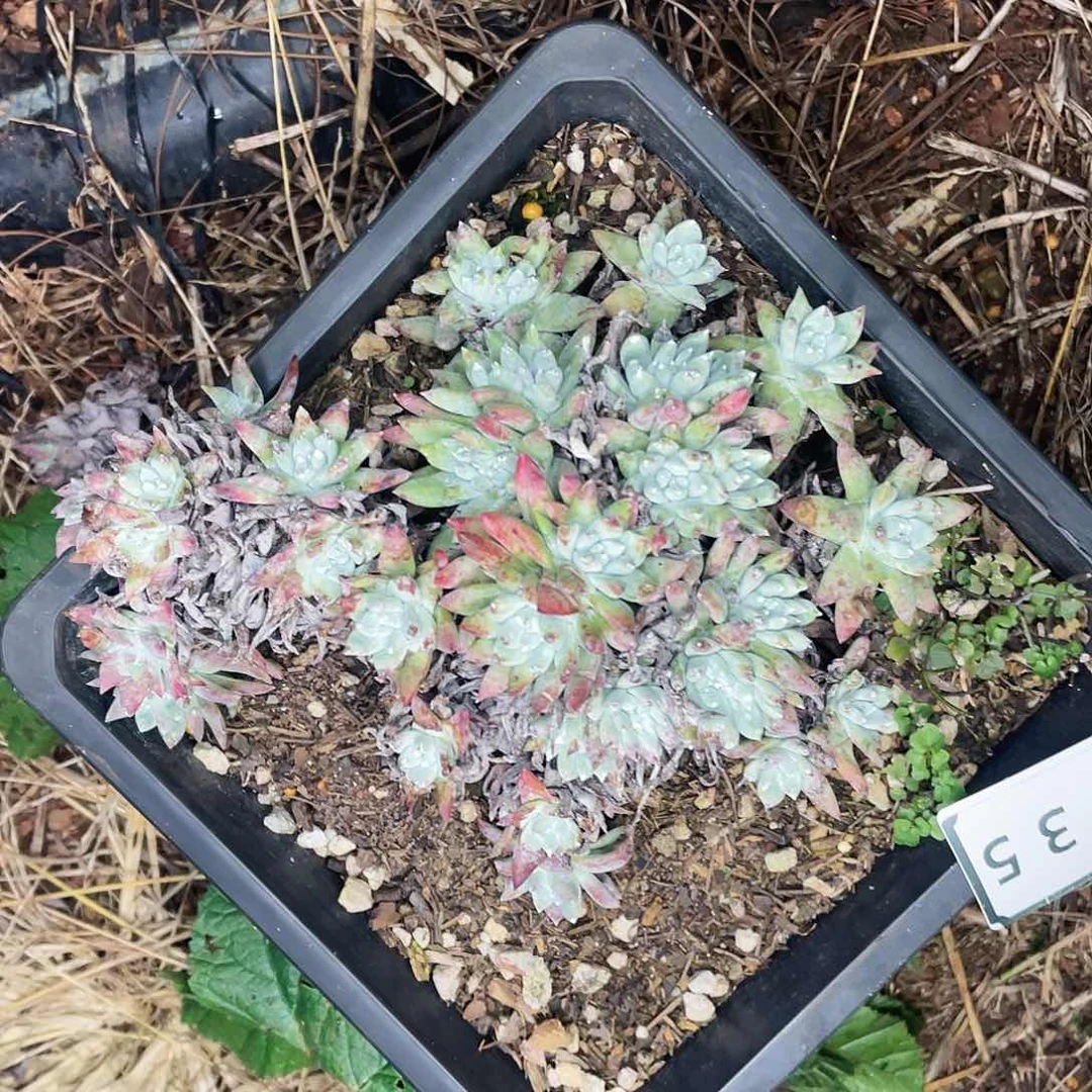 仙女杯多头瑕疵特价不售后2135