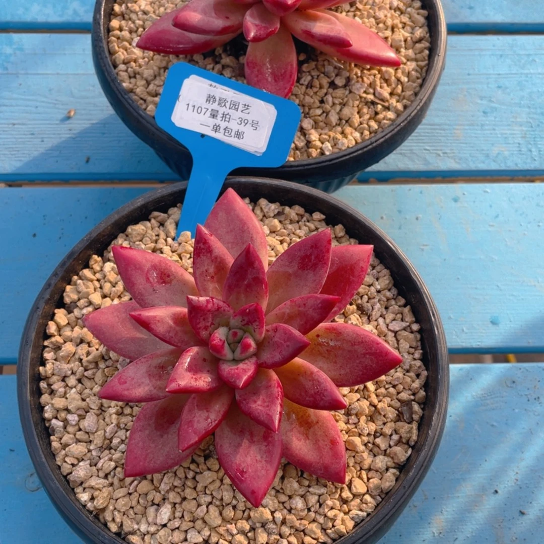 1107-39-赫菲虞大单头一颗量拍