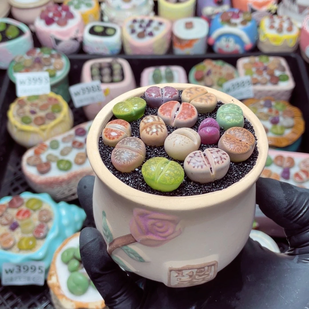 w5001--带盆土发货，零下地区拍保温箱