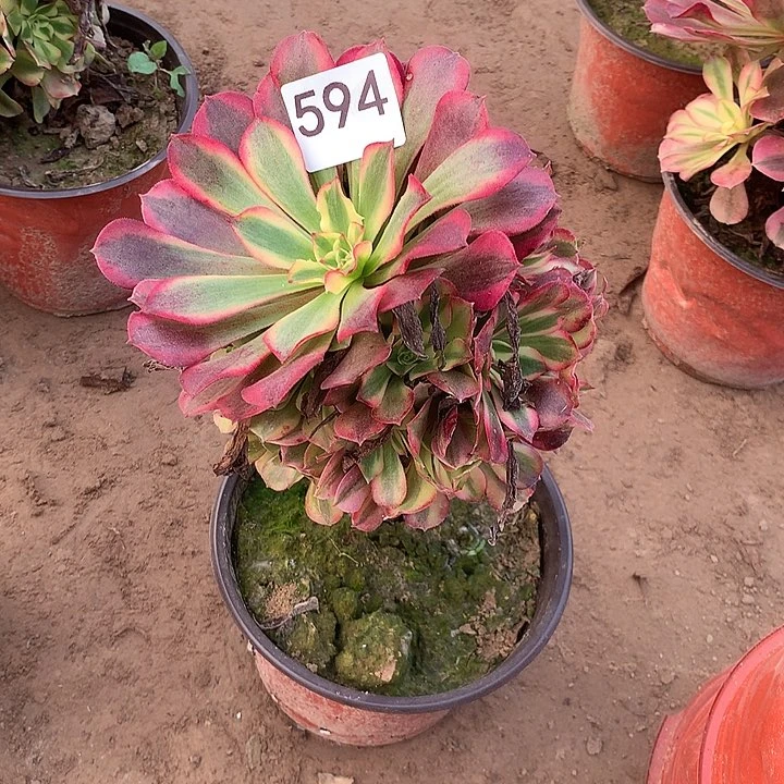 无花朵594美杜莎南