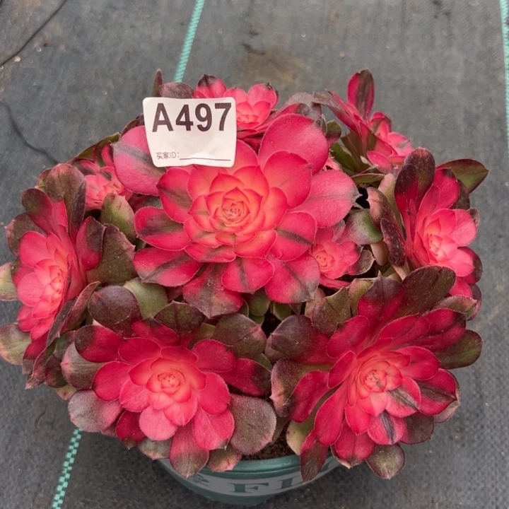 497荔枝22厘米左右