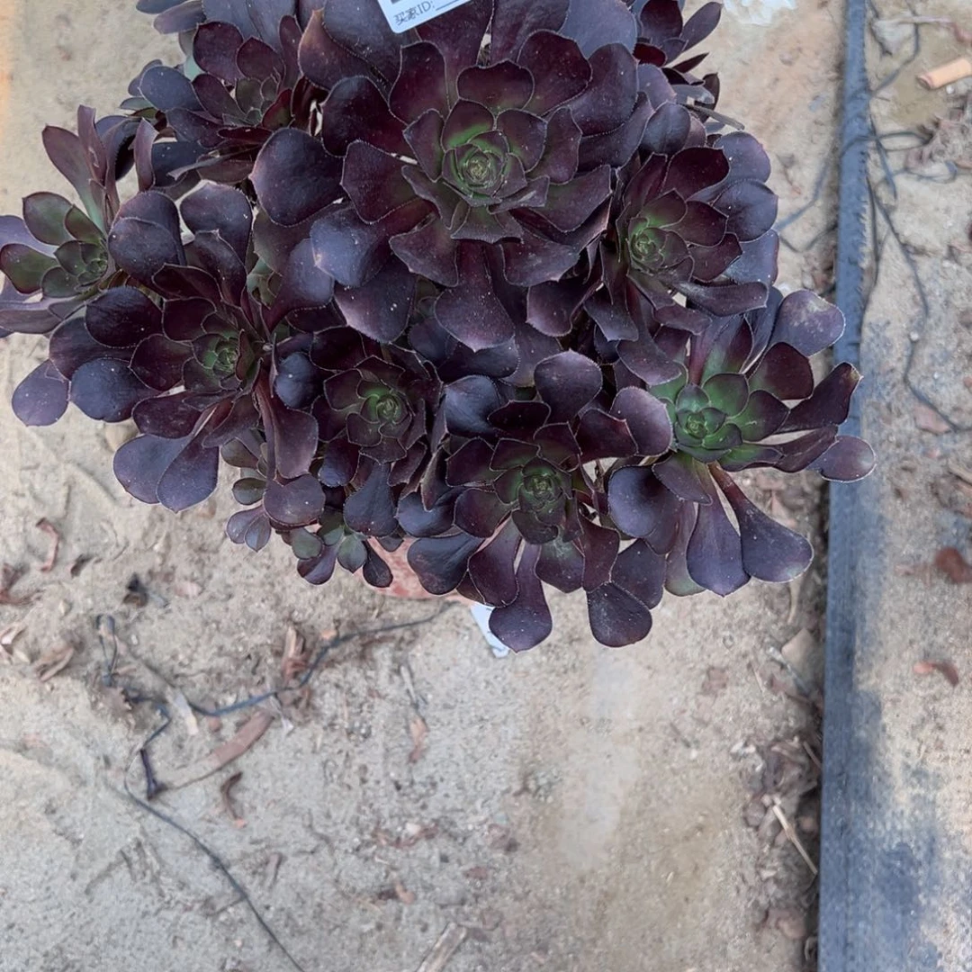 678黑法多肉植物法师多肉