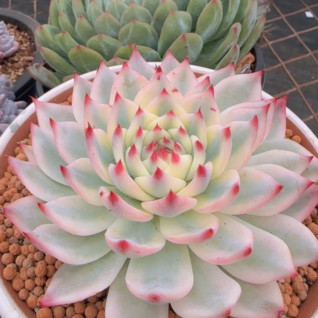 【闪购商品】吉娃娃锦99