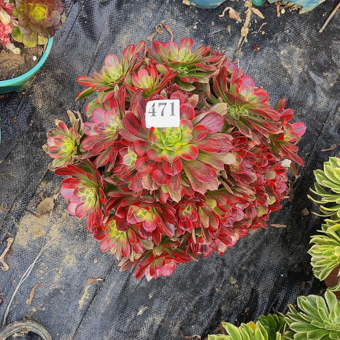 安娜法师多肉1-36