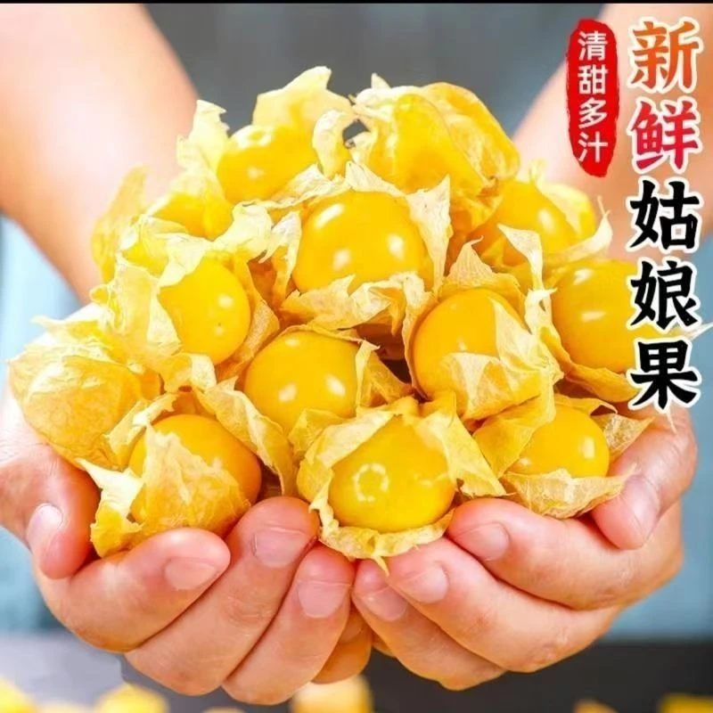 姑娘娘果特产东北黄菇新鲜正宗现摘黄金灯笼应季洋菇大果水果整箱