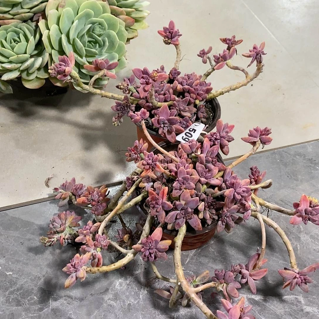 荔**糖509秋丽多肉植物2颗