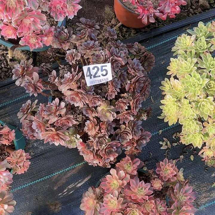 【闪购商品】湘****场425万七彩2-10