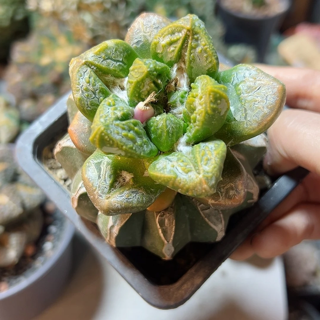 68号大尤龟甲牡丹锦7公分