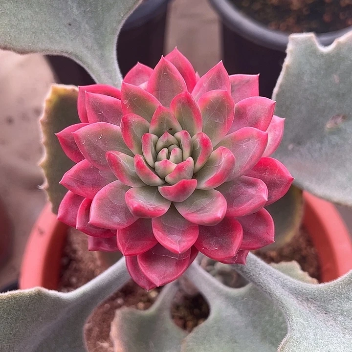 红狐东云锦多肉植物