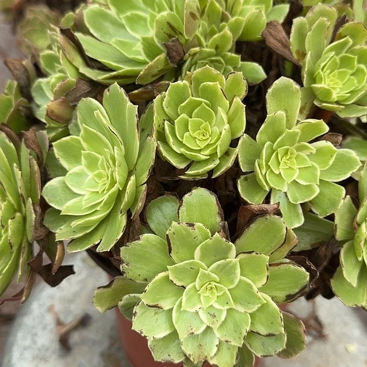 0376莲花座多肉法师