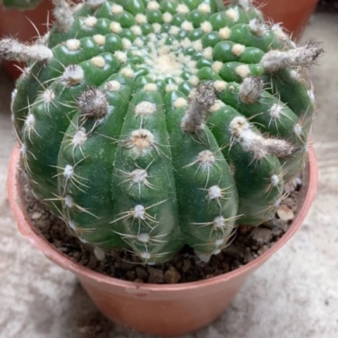 选美玉仙人球18米仙人球