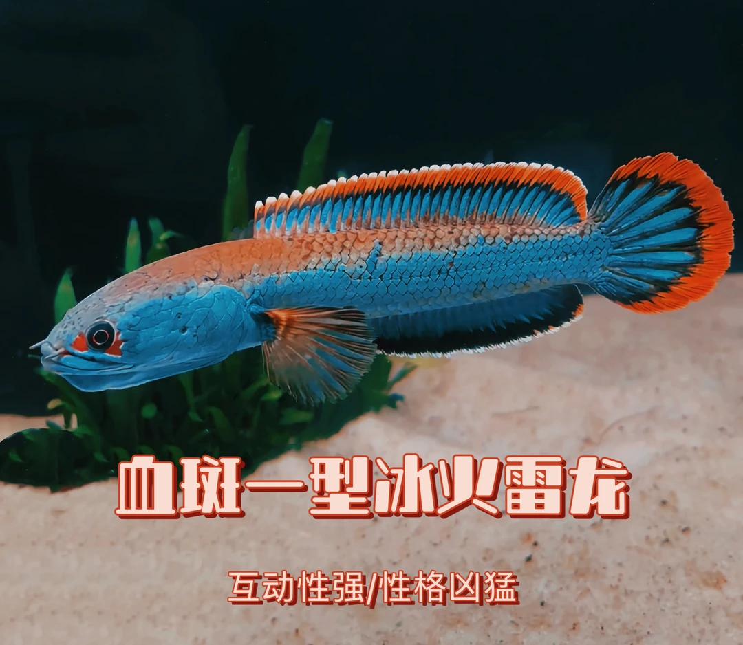 缅甸进口一型血斑黄金眼镜蛇七彩幻红奶茶耐活热带观赏鱼活体鱼