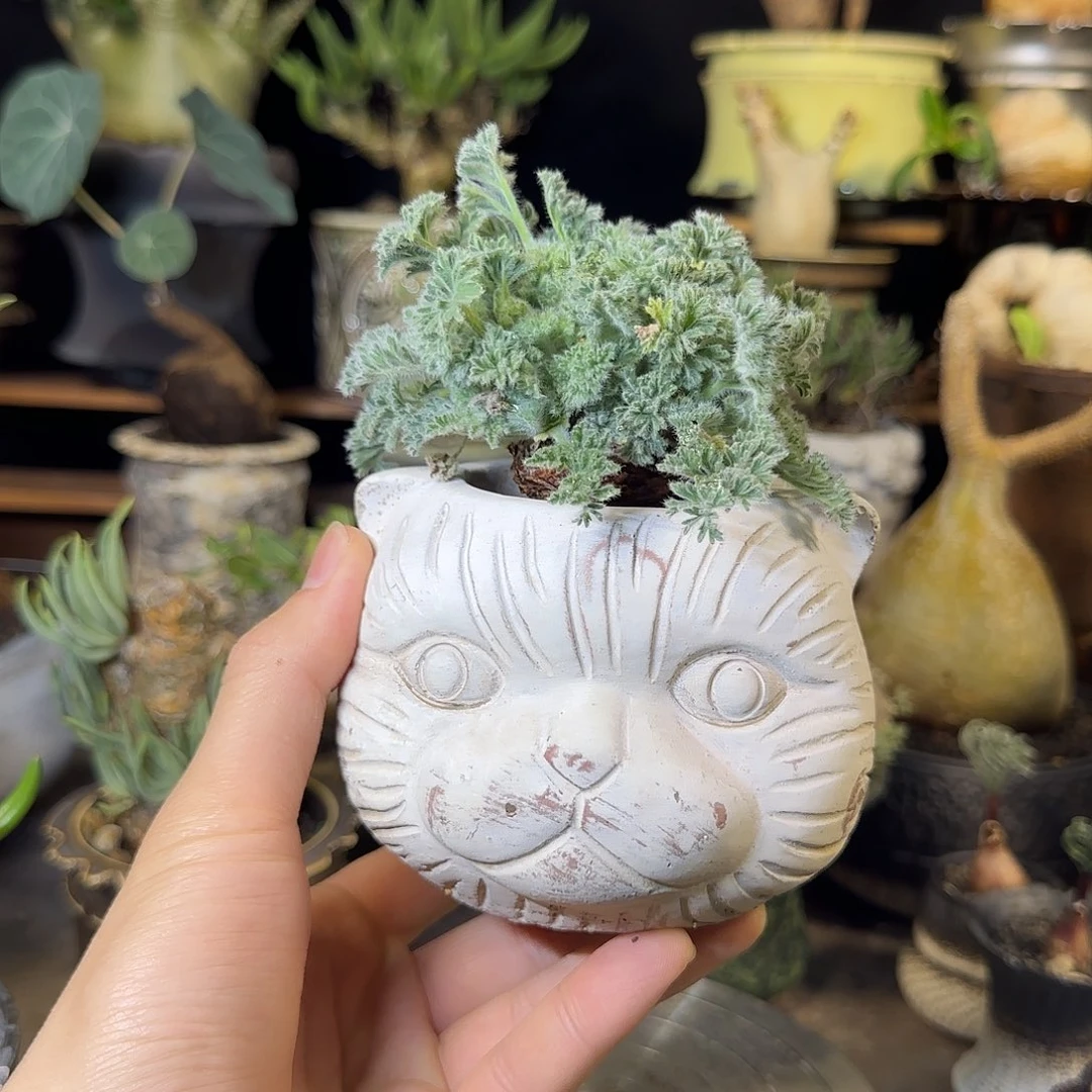 一物一拍羽叶洋葵98