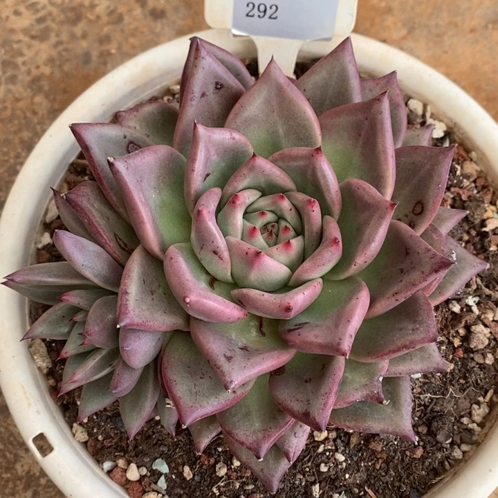 D292- 有伤福利 皮蛋