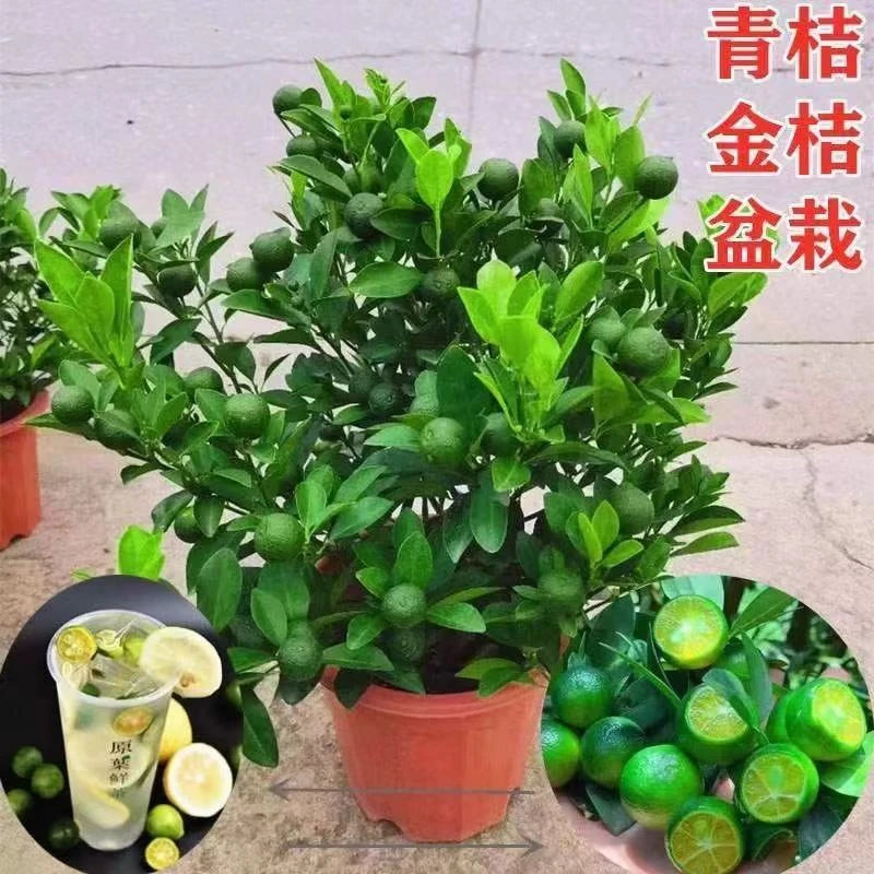 海南小金桔广东香水柠檬树嫁接苗四季小青桔苗盆栽地栽带花带果