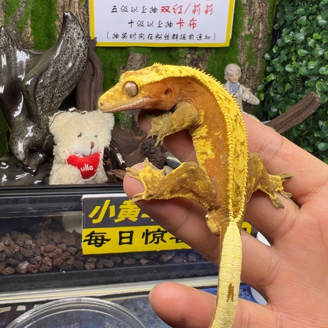 睫角守宫红底奶油