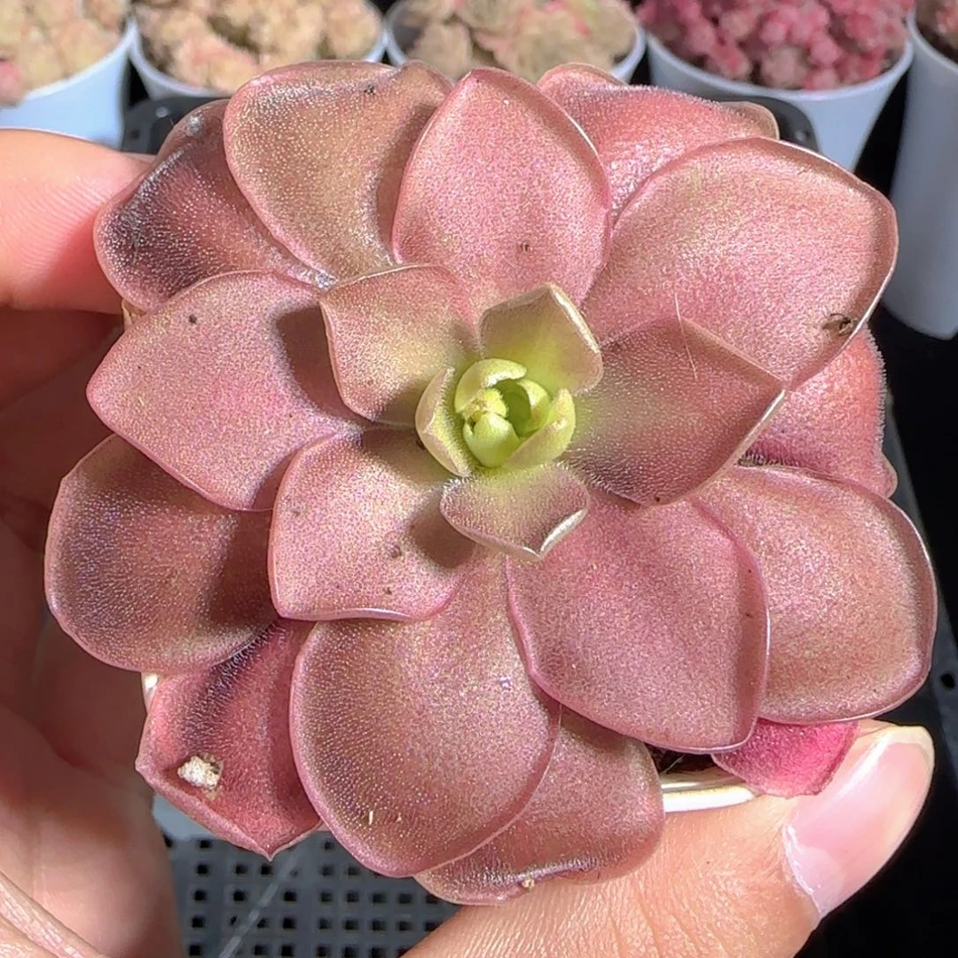 多肉1224-122赛题捕虫堇