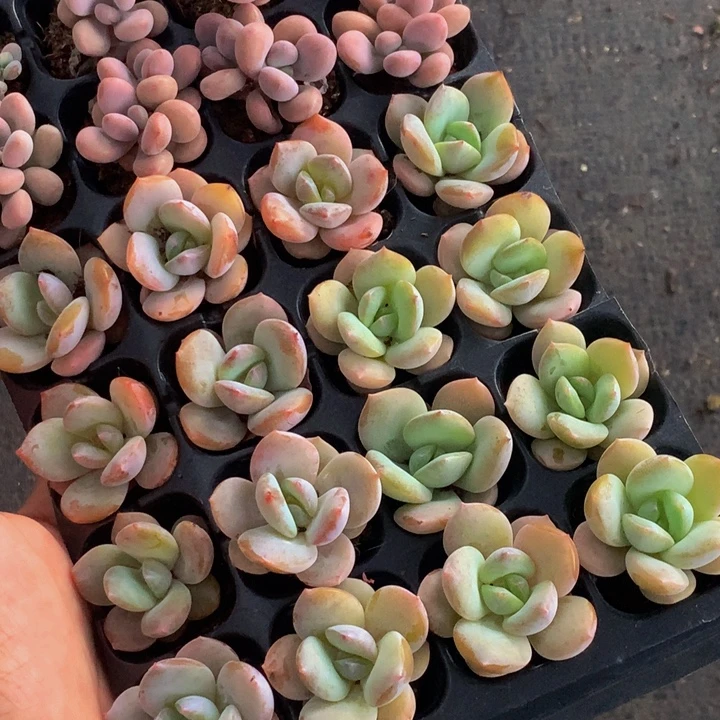 奶茶5颗  桃蛋双头5颗 包邮