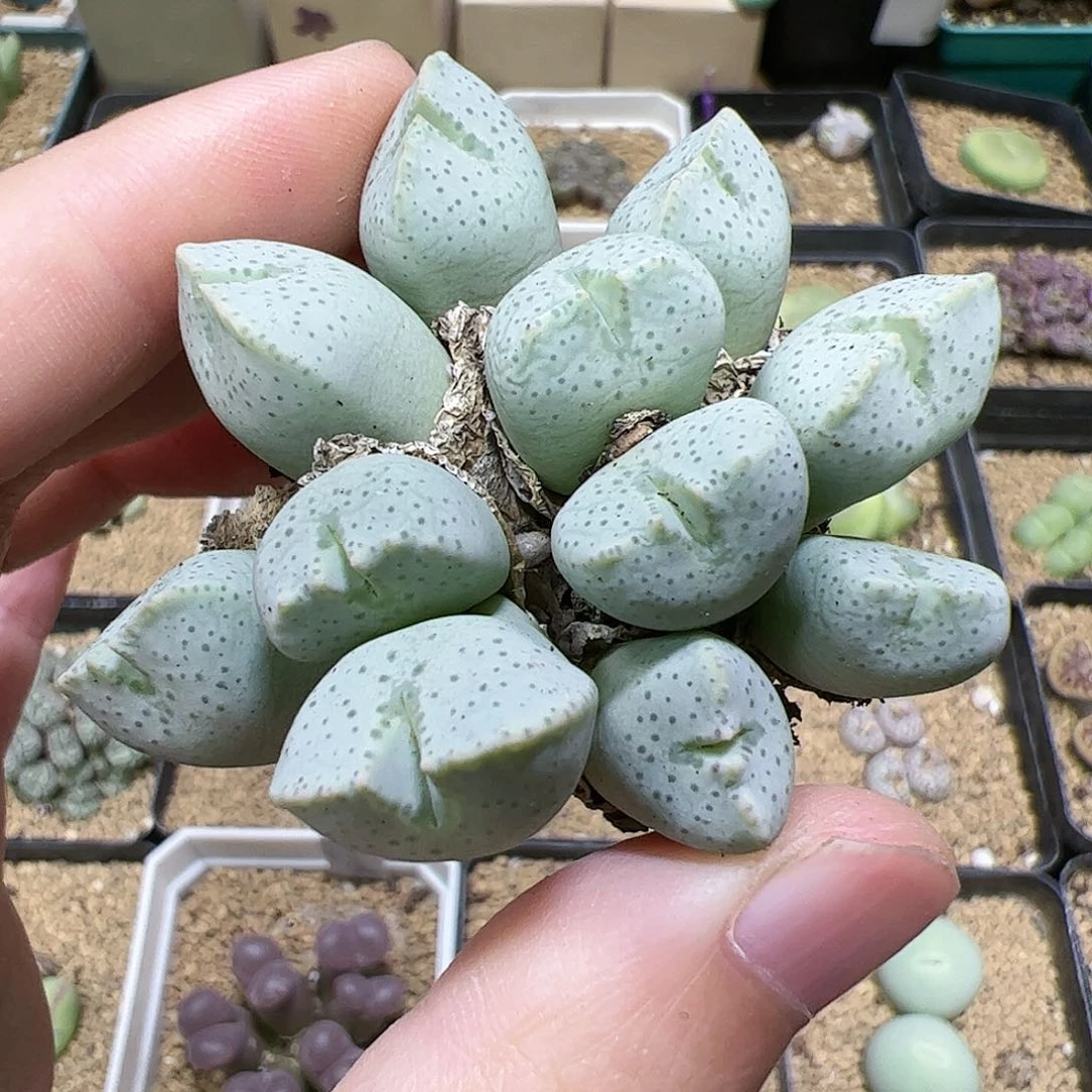 【闪购商品】60 福利