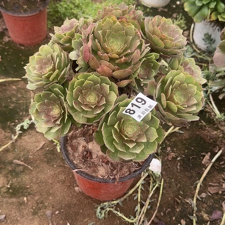 819。