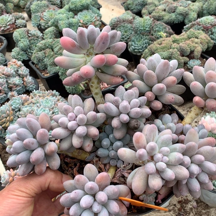 多肉植物橙梦露汤圆