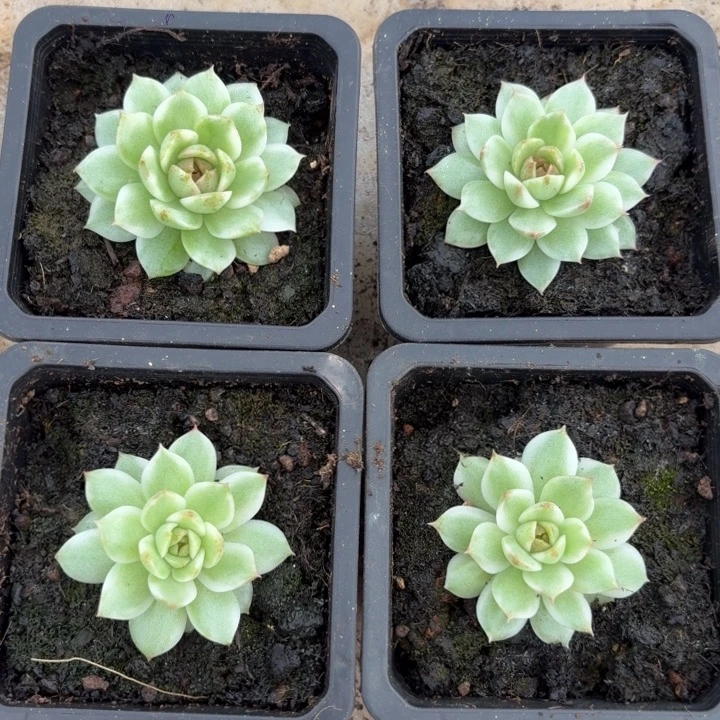 黑水晶一颗价格不挑