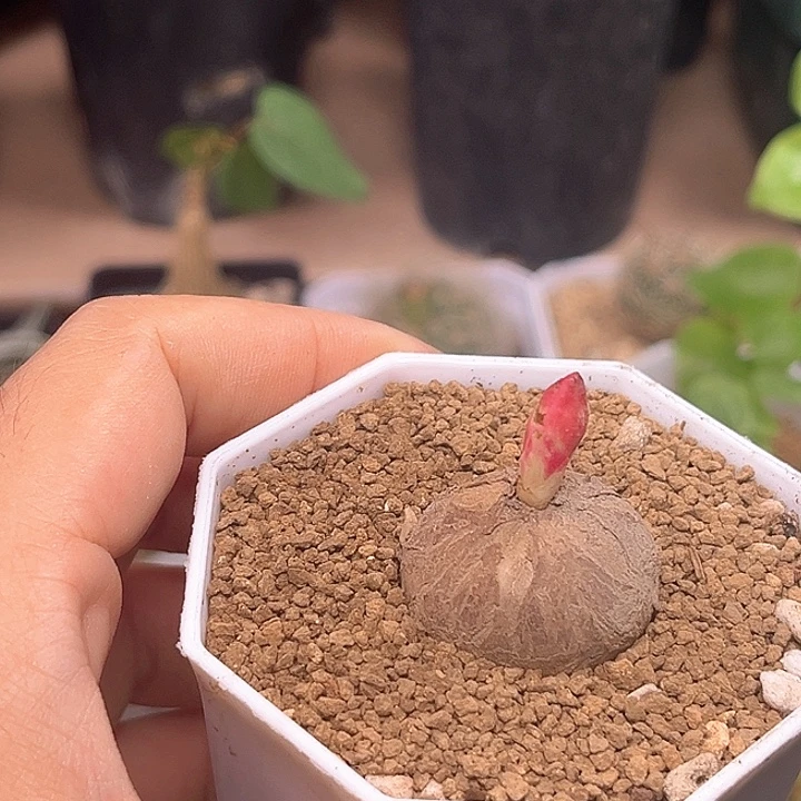 玫瑰大戟实生球2.7cm