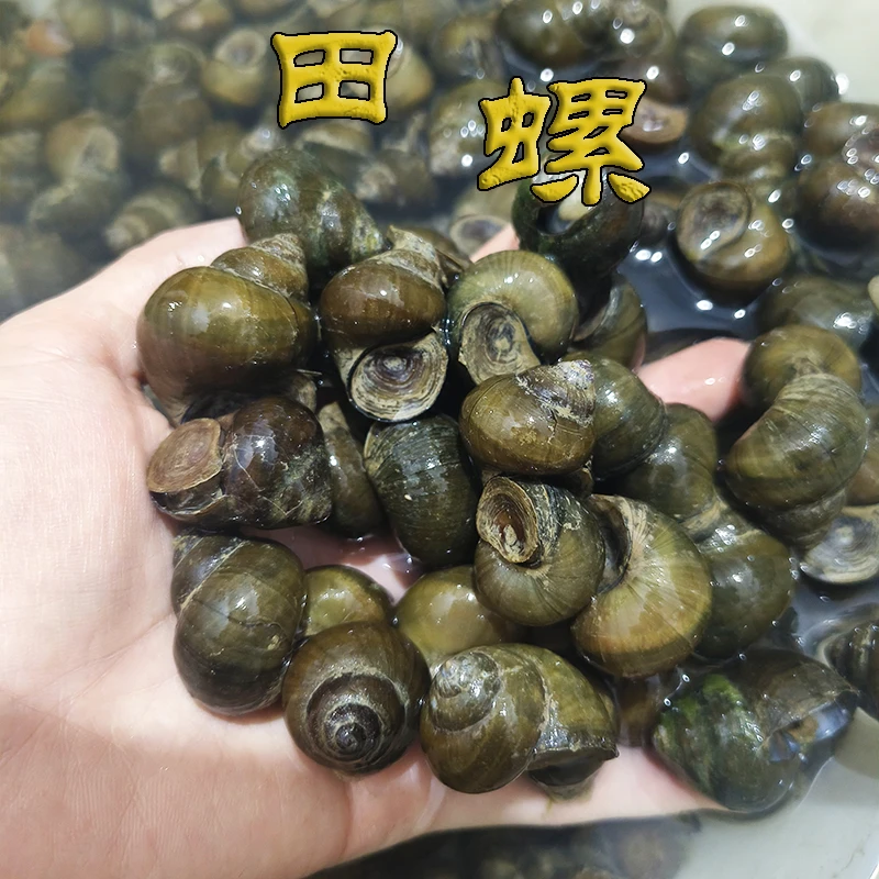 贵州田螺大个野生现捞鲜活精选清泉水活体大田螺大螺蛳肉新鲜包邮