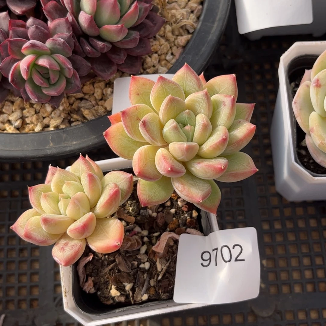 9702双头老庄个体杂交多肉