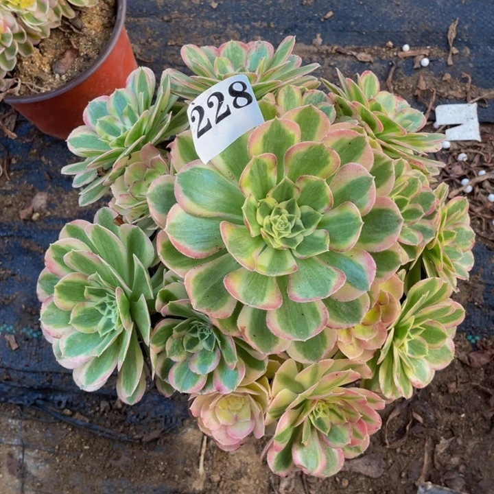 粉体海王多肉香味228