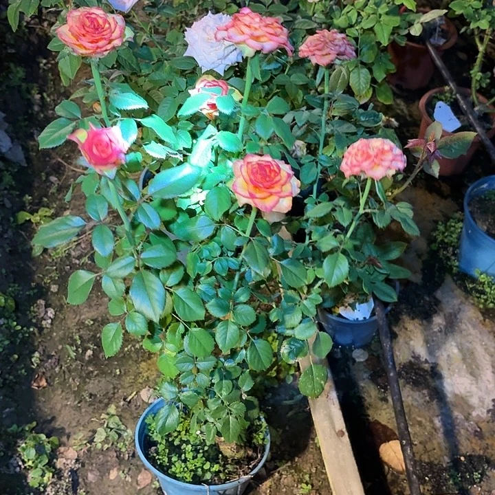 无花朵朝夕中苗一加