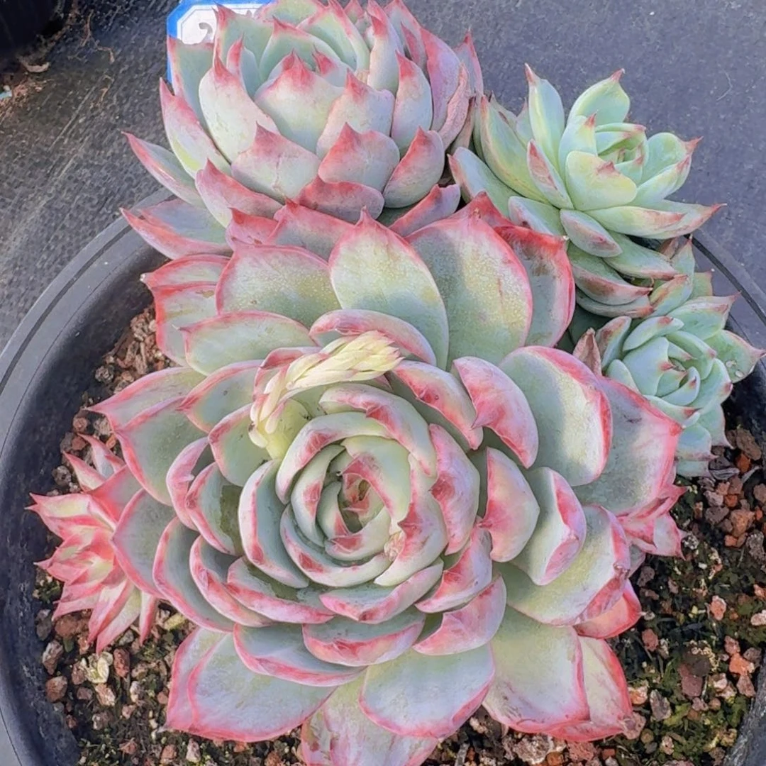 小***k1601惊鸿凡艺多肉