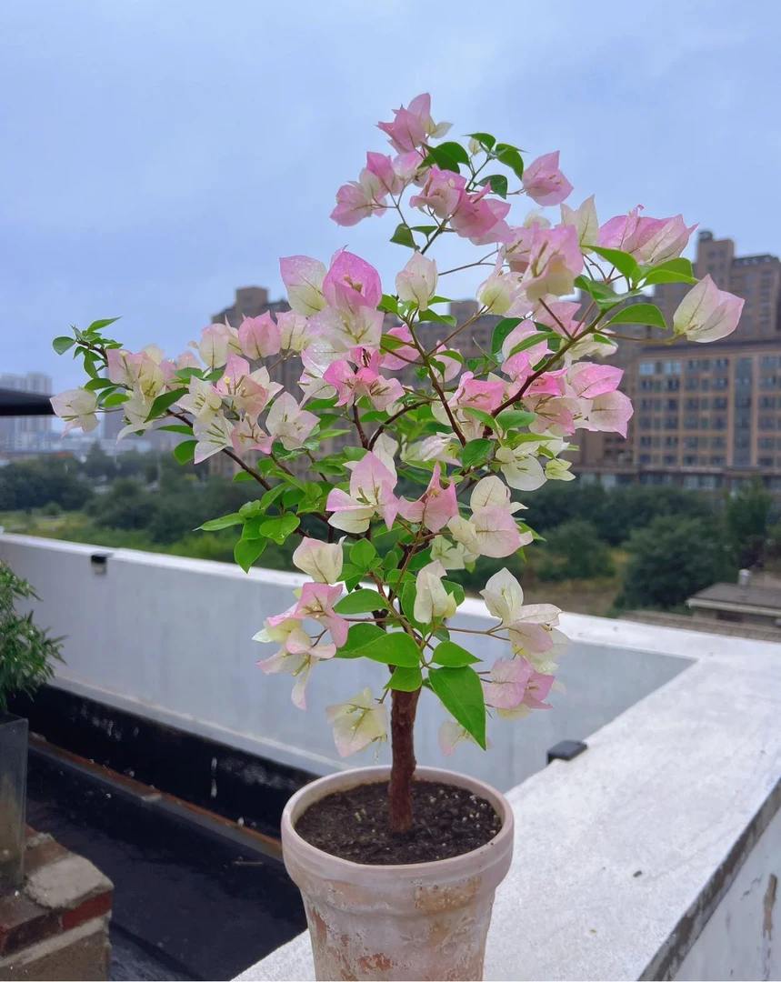 （新疆包邮）百变章红缨绿缨三角梅盆栽四季开花带花发货