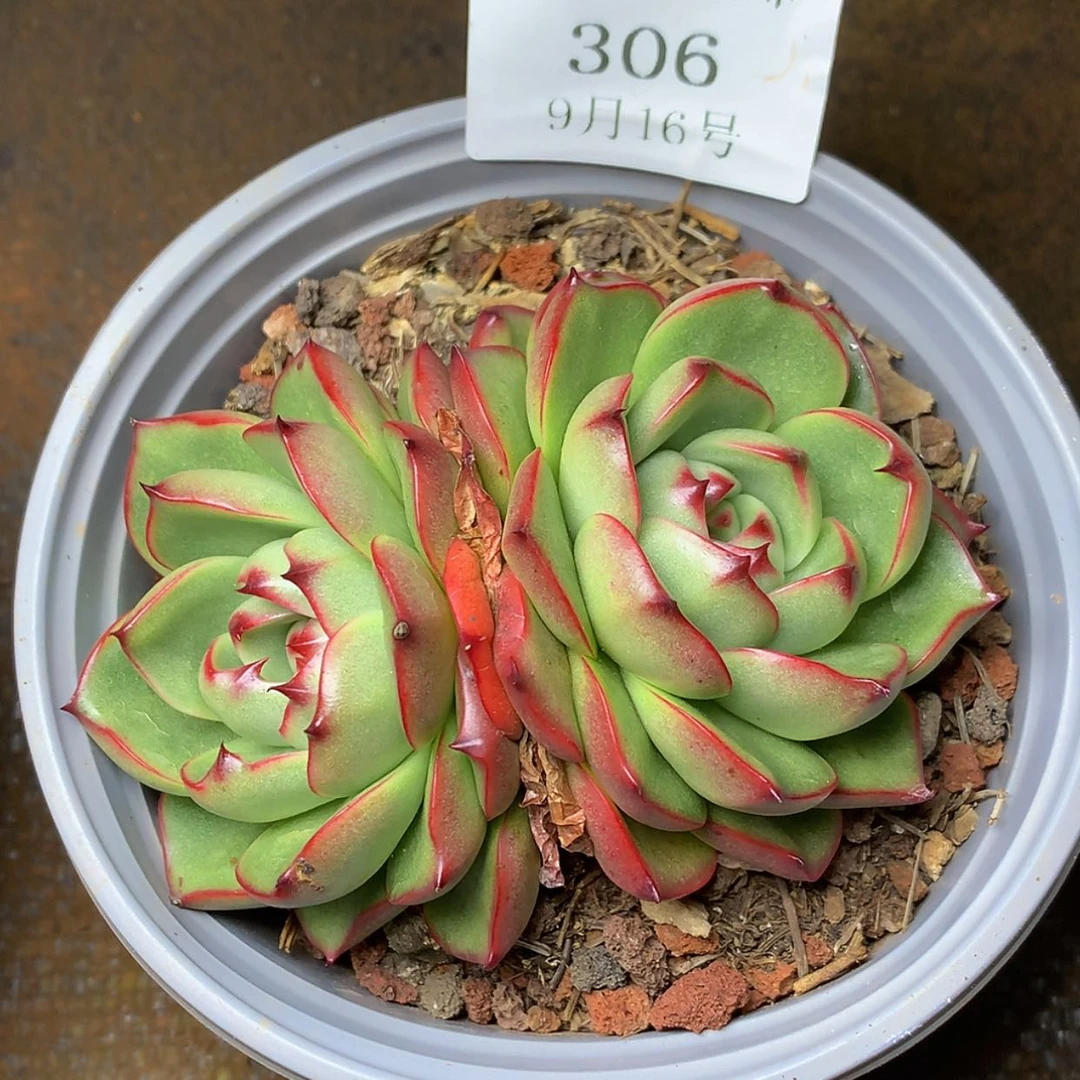 【闪购商品】云306号