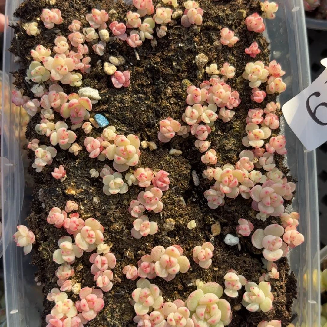 多肉植物多肉植物749